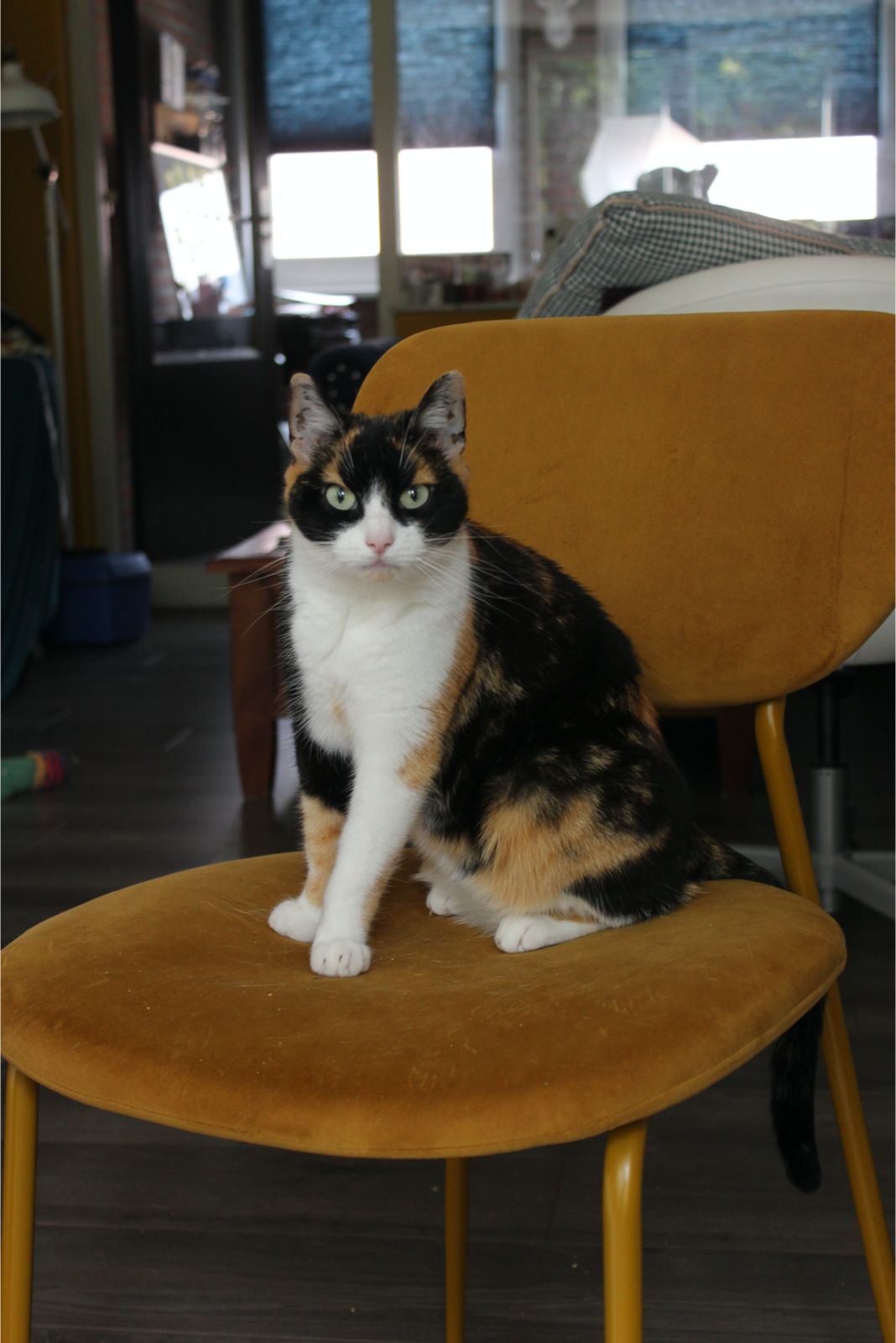 Diva the cat - About Me